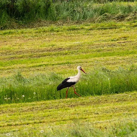 ヴィラ Em Gorce Komfortowe Z Sauna I Jacuzzi
