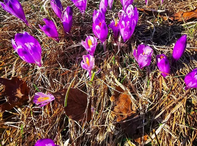 Em Gorce Komfortowe Z Sauna I Jacuzzi * Waksmund